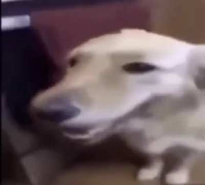 Butter Dog Skrillex Remix Official Music Video