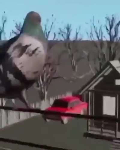 Bird