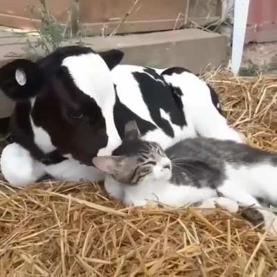 best friend