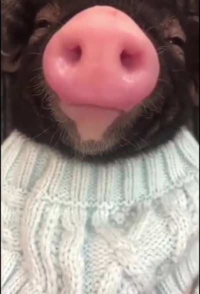 What are the best sandwich options for a vegetarian at Subway? ...and this cute 