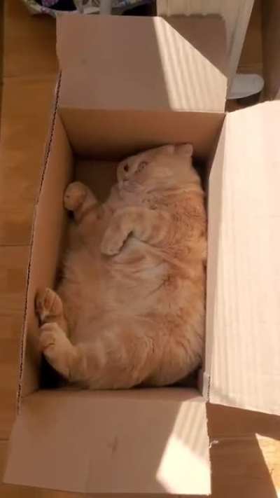 Contemplate box