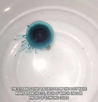 A floating "Blue Button" is a colony of organisms with a single mouth - [muted w/ subtitles]