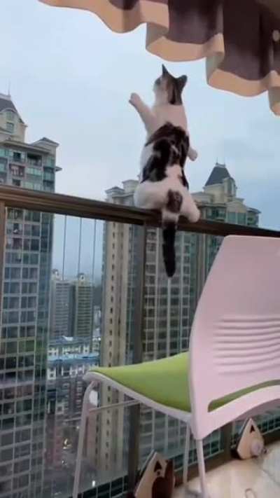 Don't do it cat pls don't commit suicide
