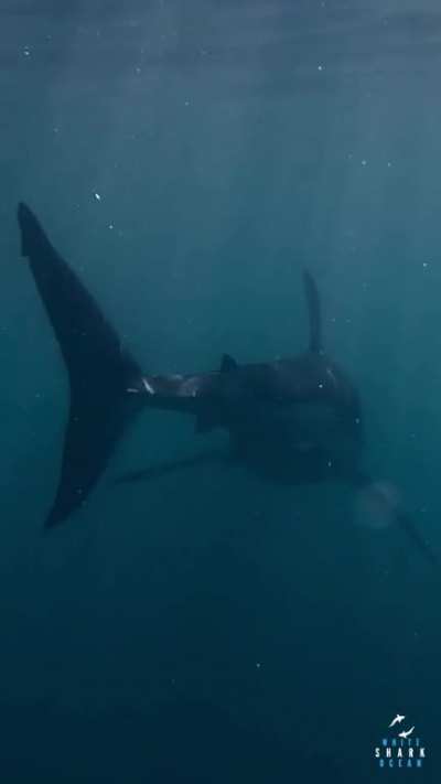 This great white looks electrified with the light reflecting off of its back