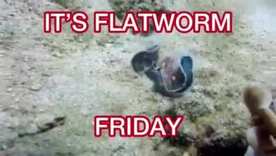 rule friday