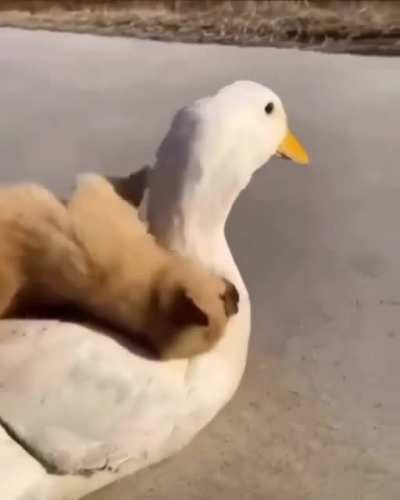 wholesome