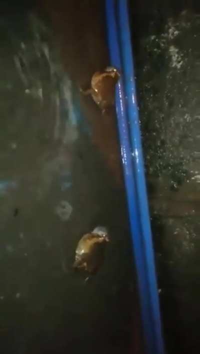 Losercity fight