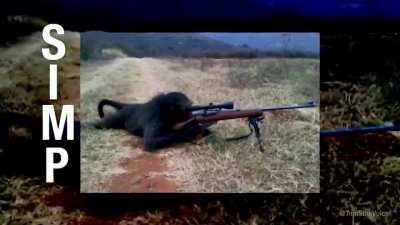 Simp monkey