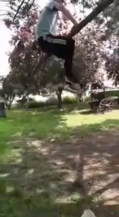 Never bother a tree or...