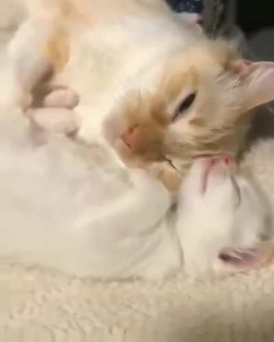 Немного милоты