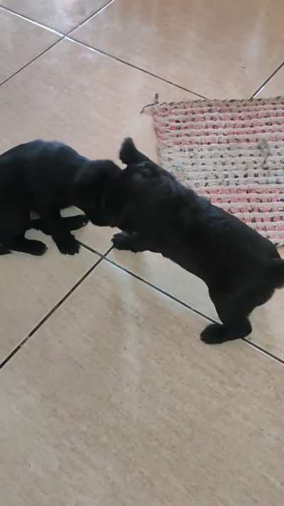 our 3 weekold shih tsu puppy slapping his sibling.