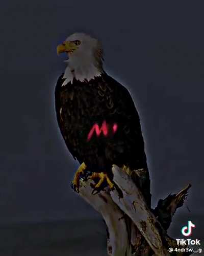 ME (Mighty Eagle) is also the biggest bird!