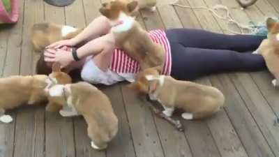 She's covered in Corgis!