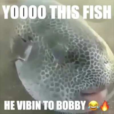 hot 🔥nibba 🗿fish 🐡