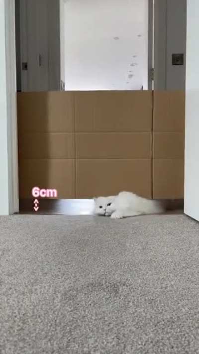 Cat playing Limbo