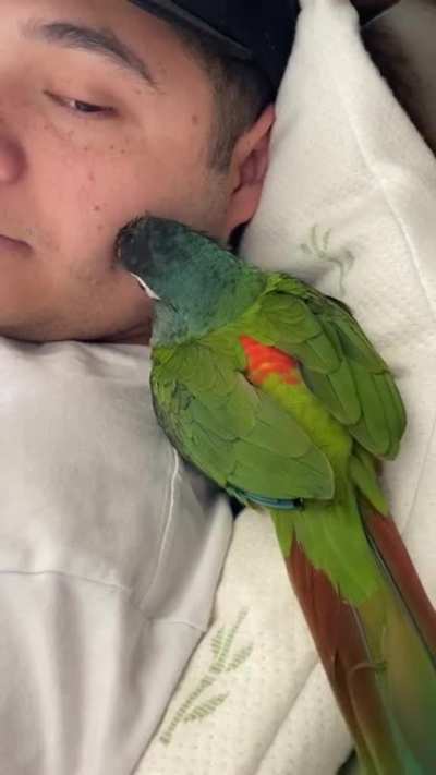 Got this baby 3 months old Illiger Macaw one week ago. Everything super normal but he always does this when being cuddled or held. Haven&rsquo;t had a baby parrot in over 13 years. Is this normal???