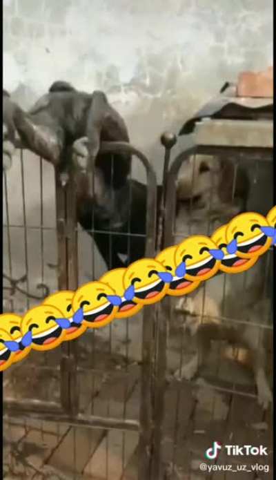 Бляяя