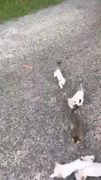When the kitten chooses you