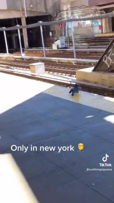 Only in New York