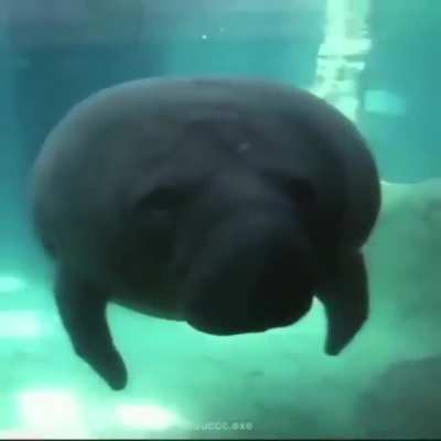 Seal