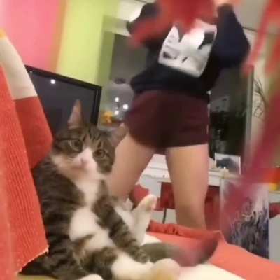 CAT:..."I'm done with humans"!
