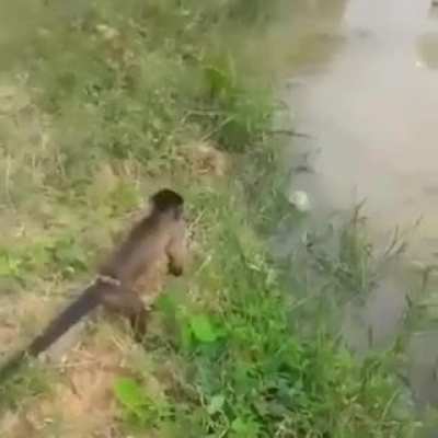 vai chico