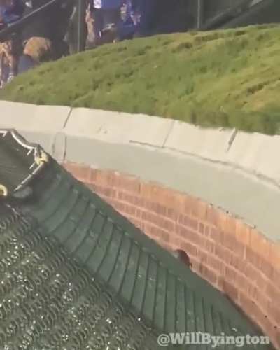 Crowd cheering for rat