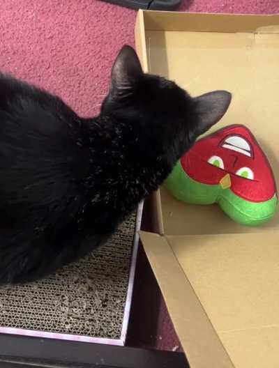 Foster cat losing weight, eating less, possible asthma, any advice?
