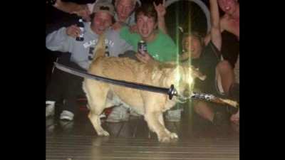 dog slayer