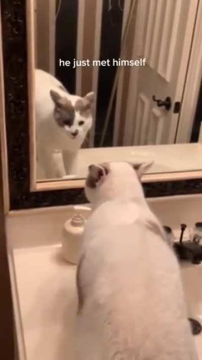 Selfhating Cat