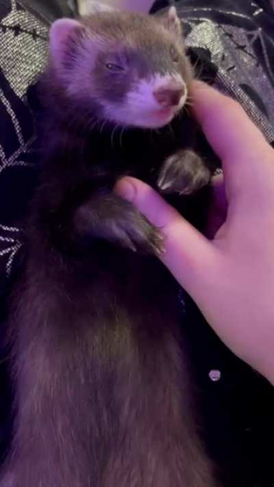 got blessed with a ferret who actually likes pets&amp;lt;3