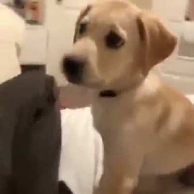 what da dog doin