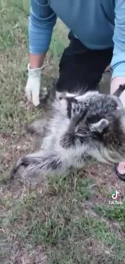 Raccoon wasn&rsquo;t used to help