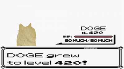 What? Doge is evolving!