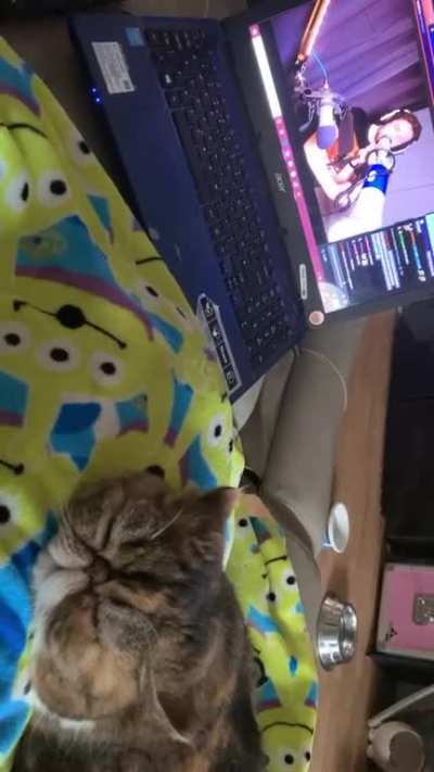 you may remember Claudio the cat, who enjoys when Kevin sings on stream. Well this is Suki, his sister completely unphased by tonight&rsquo;s hype train.
