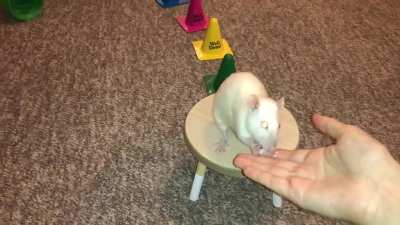 My sweet pet rat Omelet is learning a fun agility course that includes weaves and spinning on a platform!