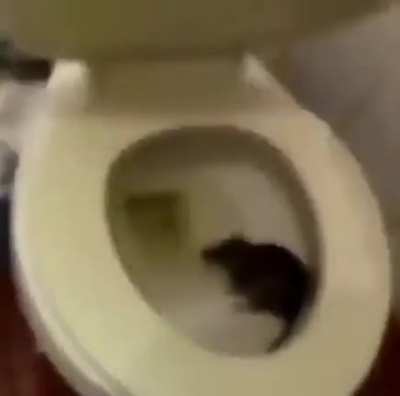 Toilet surprise
