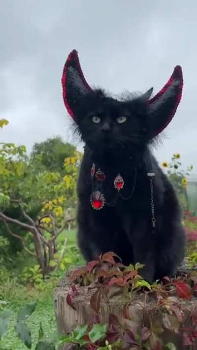 Lord of the dark