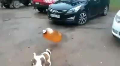 Dog goes boom (Dog wasn't harmed) (supposedly)