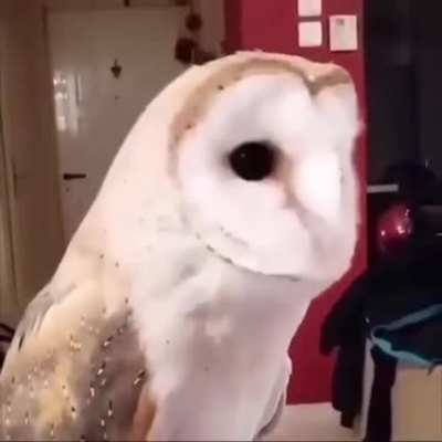 Ronnie the owl.