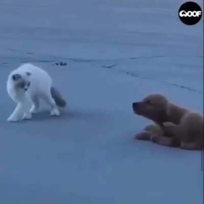 The cutest stalker I&rsquo;ve ever seen