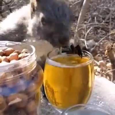 Squirrel Drinks Beer