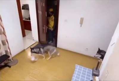 woof_irl
