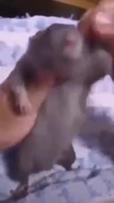 Rat Rule