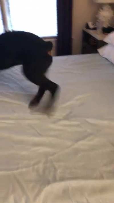 Zoomieweiler!