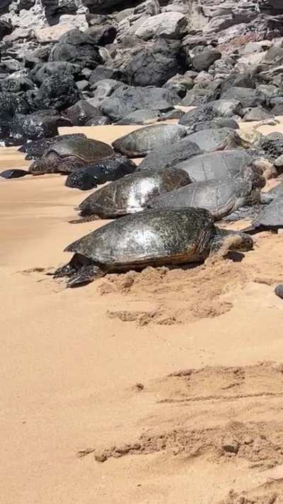Sea Turtles near my home! - Ho&rsquo;okipa Beach on Maui