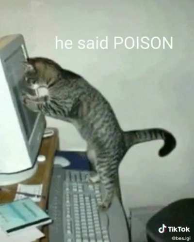 Blursed cat