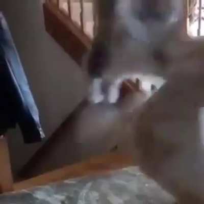 Sneaky sneaky kitty