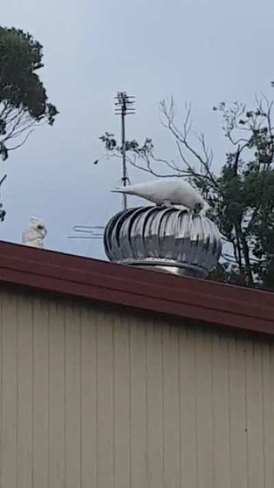 Corella-go-round