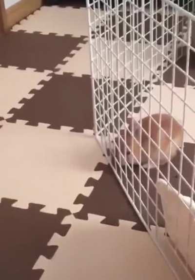 Floof is too smol to be caged